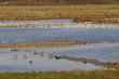 Oiseaux à Noirlmoutier