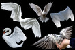 angel wings angel wings