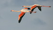 flamand rose