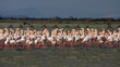 flamand rose