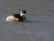 grebe castagneux