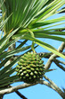 fruit du vacoa pandanus utilis