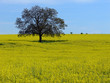 arbre