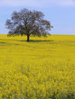 arbre