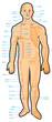 Chinese acupuncture points scheme, vector Chinese acupuncture points scheme, vector