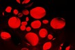 Blut