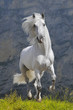 Images : white horse runs gallop