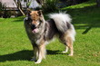 Eurasier