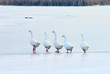 Photo en ligne au meilleur prix follow the leader