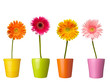 flower nature garden botany daisy bloom pot