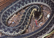 Coiled Garter Snake