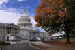 Capitol and Autumn Tree Capitol and Autumn Tree