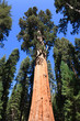 General Sherman Tree USA