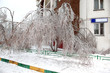 trees after freezing rain storm in city
