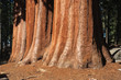 Mammutbäume Sequoia NP USA