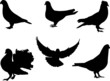 pigeon silhouette - vector pigeon silhouette - vector