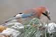 beautiful jay bird