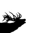 Hirsch