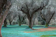 Oliveto