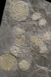 A group of fossilized ammonites.