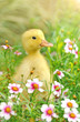 Photo en ligne au meilleur prix Little young duck on in flowering shrubs