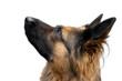 Schäferhund