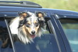 Australian Shepard looking out car window
