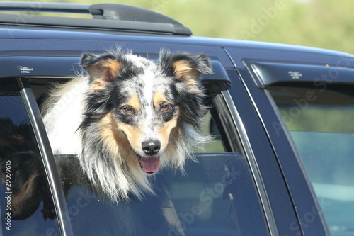 Photo: Australian Shepard looking out car window Australian Shepard looking out car window