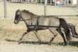 Mini horse in harness