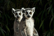 zwei Kattas (Lemur catta)