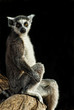 Katta (Lemur catta)