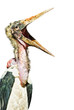 Marabu (Leptoptilos crumeniferus) freisteller