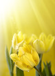 Yellow tulips Yellow tulips