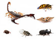 insectes et scorpion insectes et scorpion