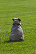 mops