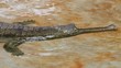 Gharial