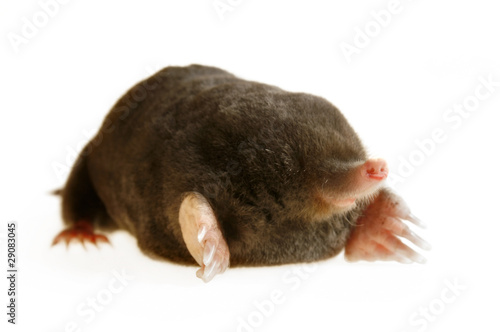 Photo: talpa europaea talpa europaea