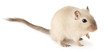 Cute little mouse