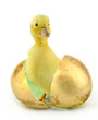 Photo en ligne au meilleur prix A newborn duckling with golden egg shell on white background.