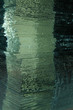 Glas