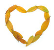 The heart of autumn leaves