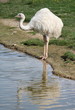 Emu next to a pond