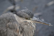 Unique profil of wild bird