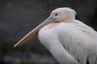 Amazing pink pelican