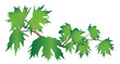 branch maple