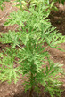 géranium citronnelle, Pelargonium citronnellum