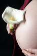 Calla Lily on pregnant Woman
