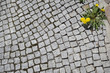 Bürgersteig, Löwenzahn