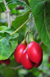 Pomodoro arboreo, Solanum betaceum (syn. Cyphomandra betacea) Pomodoro arboreo, Solanum betaceum (syn. Cyphomandra betacea)