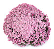 Photo: A pot of beautiful pink autumn chrysanthemums A pot of beautiful pink autumn chrysanthemums